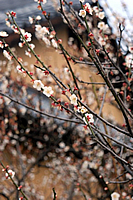 梅の花