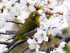 めじろのイメージ