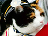 誕生！三毛猫たま卿
