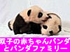 双子の赤ちゃんパンダとパンダファミリー