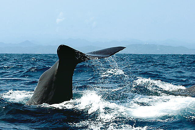 マッコウクジラが目にできる串本町のホエールウォッチング