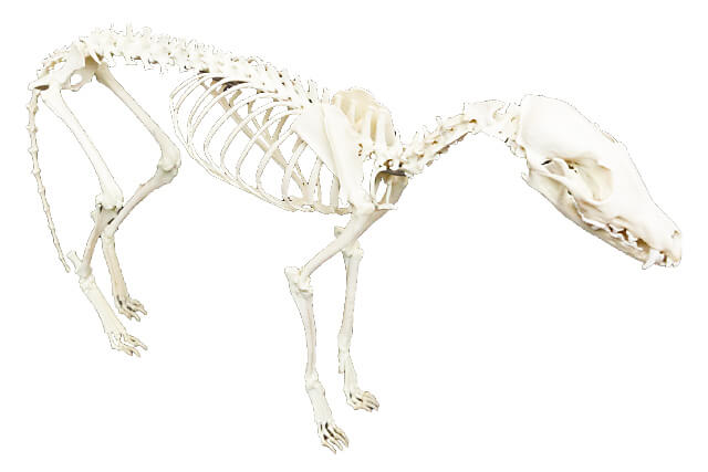 キタキツネの精巧な骨格模型