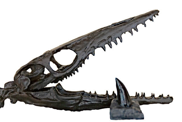 モササウルスの化石模型。頭骨の化石模型と歯の化石模型