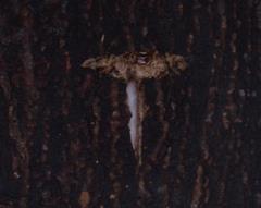 樹幹に産み付けられたゴマダラカミキリ卵の写真