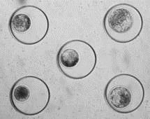 図2ＰＤＭＳ製ＭＷ内でのウシ胚の培養の図