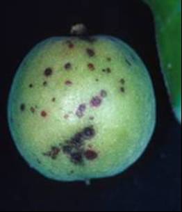 かいよう病の果実の病斑の写真