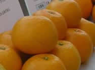 中晩柑橘(1)