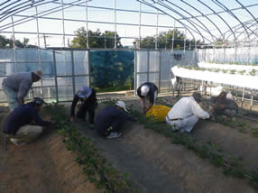 イチゴの栽培管理の写真
