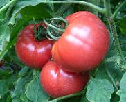 夏秋トマトの写真