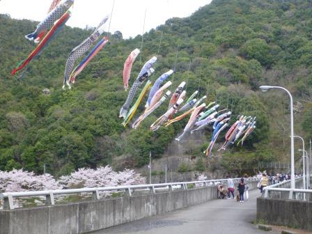 島ノ瀬ダム桜の画像1