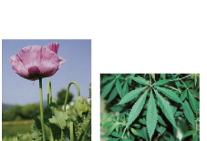 けしの花と大麻の葉の写真