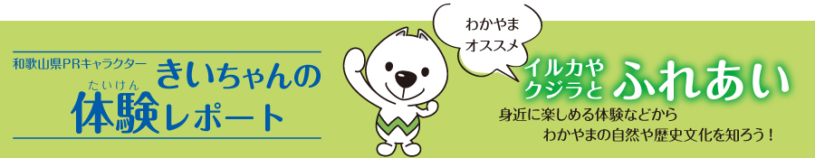 きいちゃんの体験レポート イルカやクジラとふれあい
