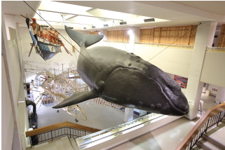 クジラのジオラマの写真
