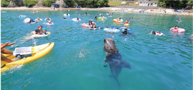 クジラと遊泳する写真