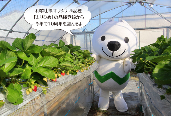 イチゴ農園にいるきいちゃんの写真　和歌山県オリジナル品種「まりひめ」の品種登録から今年で10周年を迎えるよ