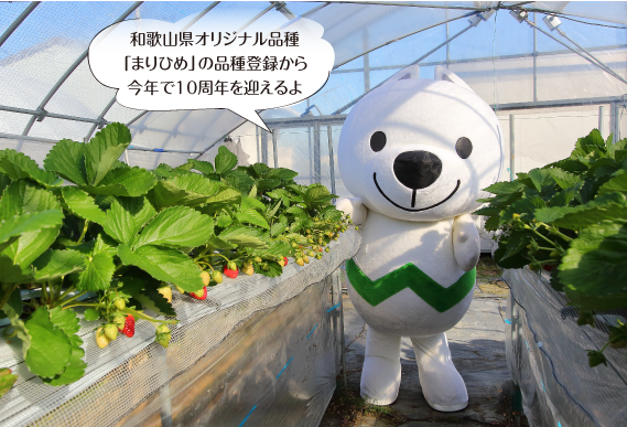 イチゴ農園にいるきいちゃんの写真 和歌山県オリジナル品種「まりひめ」の品種登録から今年で10周年を迎えるよ