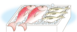 鮮魚のイラスト