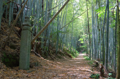 高野山町石道の写真