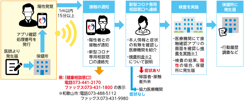 医師より発生届　保健所がアプリ確認、処理番号を発行　陽性発覚した人の1m以内、15分以上の接触があった場合　陽性者との接触が通知　新型コロナ専用相談窓口の連絡先　県　健康相談窓口　電話073-441-2170　ファックス073-431-1800　の表示　和歌山市 電話073-488-5112　ファックス073-431-9980　新型コロナ専用相談窓口へ連絡　本人情報と症状の有無を確認し医療機関を紹介　検査料金について説明　症状ありの場合　帰国者・接触者外来へ　症状なしの場合　協力医療機関へ　検査を実施　医療機関にて接触確認アプリの画面を確認し検査を実施　検査の結果、陽性の場合、保健所に発生届　行動履歴調査など