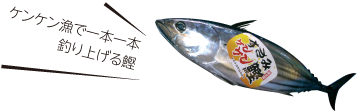 すさみケンケン鰹の画像　ケンケン漁で一本一本釣り上げる鰹