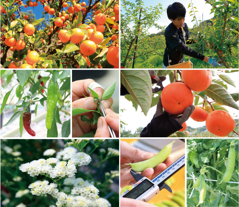 県オリジナル品種の果樹 野菜 花きの画像