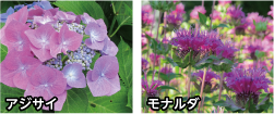 アジサイの写真 モナルダの写真