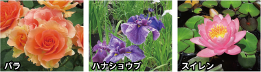 バラの写真 ハナショウブの写真 スイレンの写真