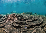 サンゴの写真