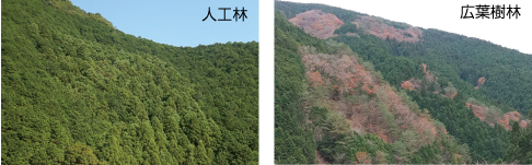 人工林の写真 広葉樹林の写真