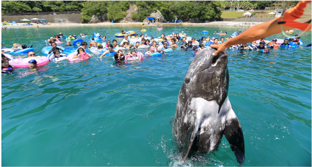 くじらと海水浴を楽しむ写真