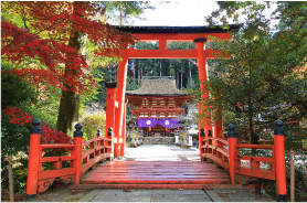 紅葉の丹生都比売神社の写真
