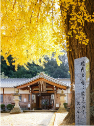 イチョウが色づく丹生都比売神社の写真