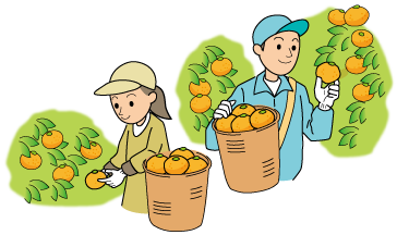 みかん農業のイラスト