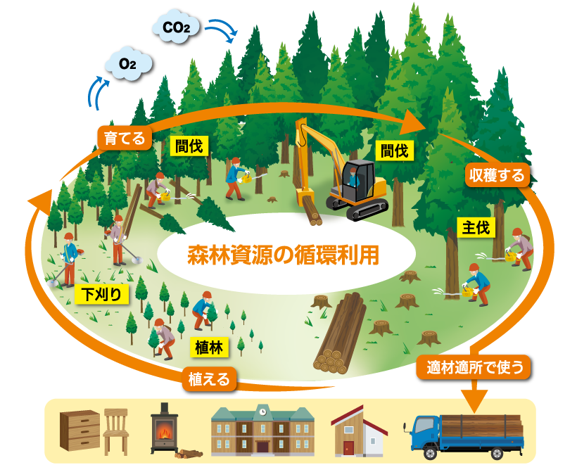 森林資源の循環利用を示す図