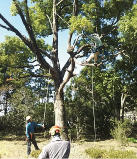 高度伐木の授業をしている写真