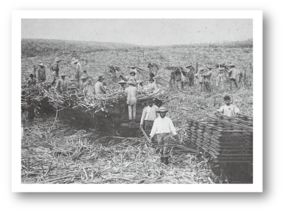 サトウキビ農場での作業の写真