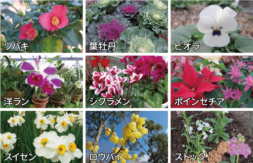 1月の花の写真 ツバキ、葉牡丹、ビオラ、洋ラン、シクラメン、ポインセチア、スイセン、ロウバイ、ストック
