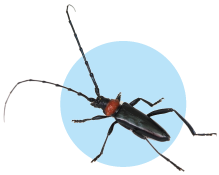 クビアカツヤカミキリの画像