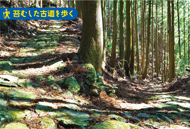 苔むした古道を歩く 熊野古道紀伊路 鹿ヶ瀬峠