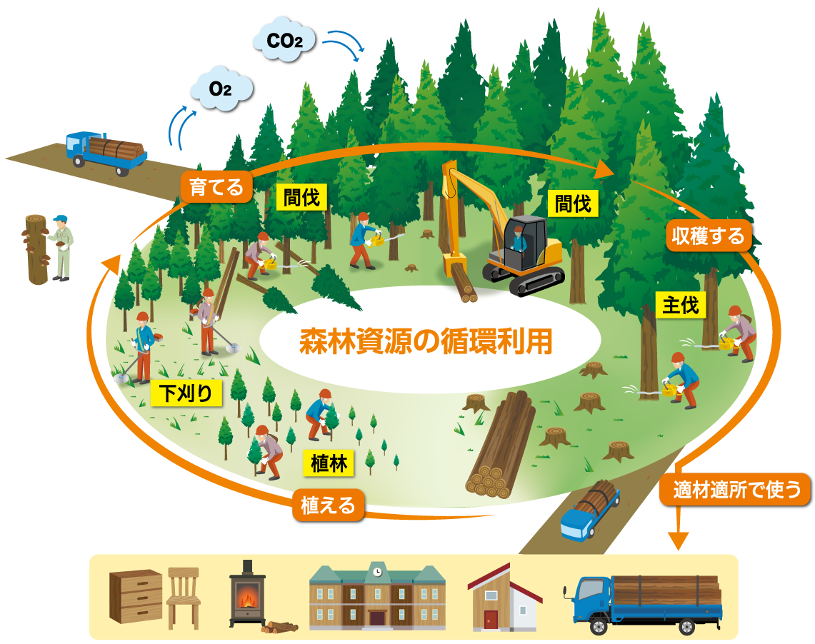 森林資源の循環利用イラスト図 植える(植林、下刈り)→育てる(間伐)→収穫する(主伐)→適材適所で使う