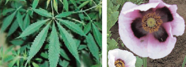 大麻、けし