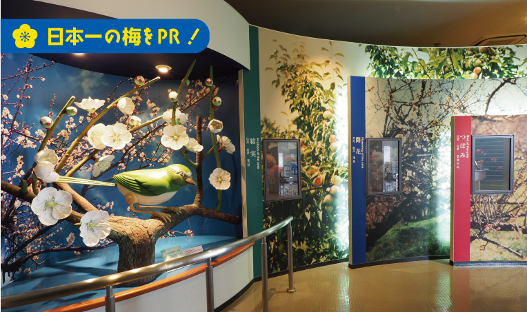 日本一の梅をPR!道の駅みなべうめ振興館