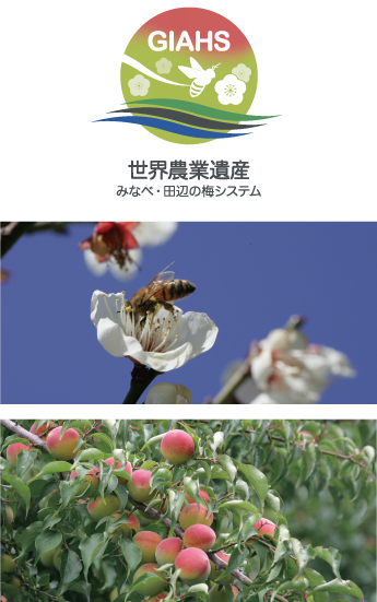 GIAHS世界農業遺産みなべ・田辺の梅システム 梅の画像