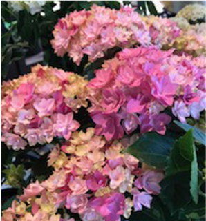 あじさいの寄せ植え画像