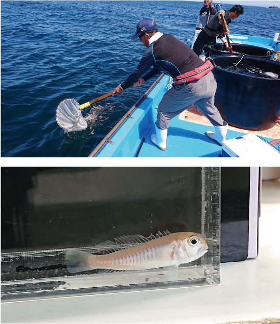 シロアマダイ稚魚放流とシロアマダイ稚魚の画像