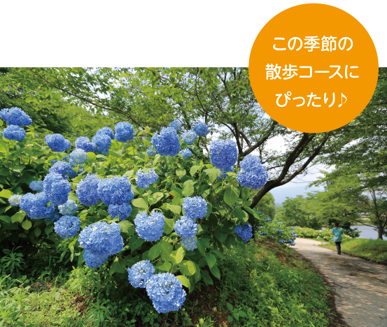 恋し野の里あじさい園 この季節の散歩コースにぴったり♪
