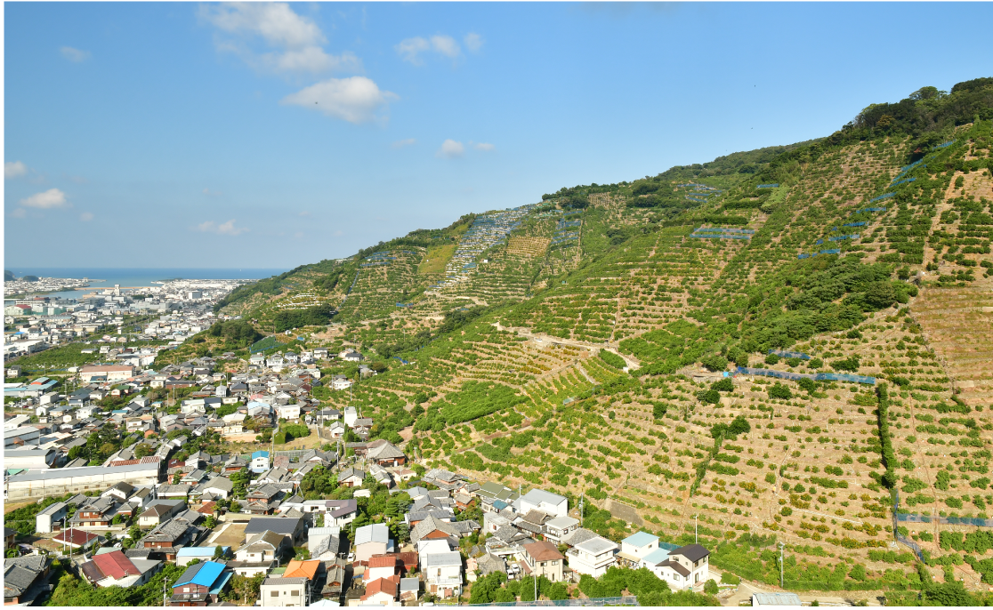 石積み階段園の全景