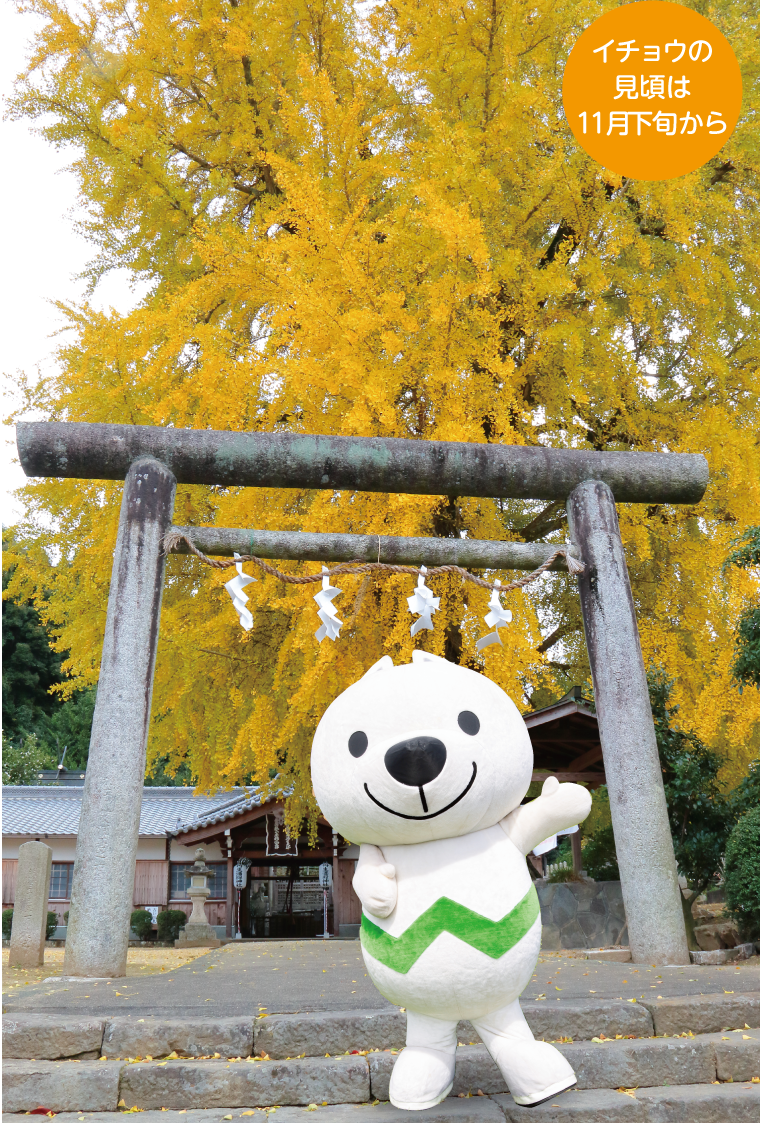 丹生酒殿神社の画像「イチョウの見頃は11月下旬から」