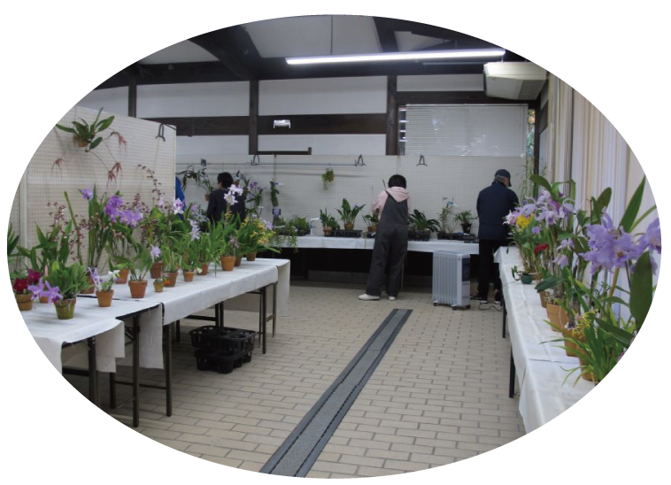 冬の洋ラン展の写真