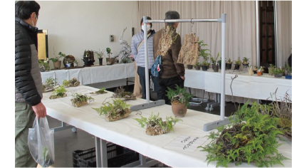 洋ランの育て方教室真